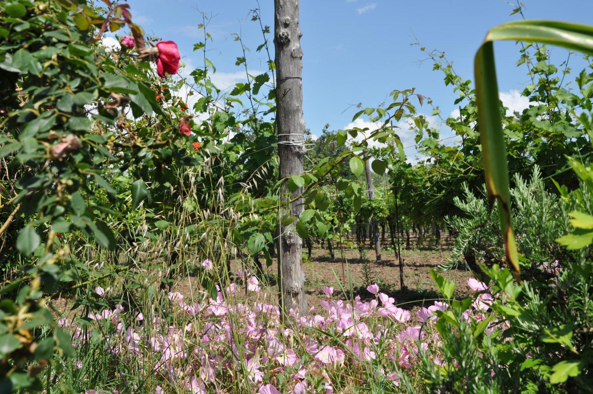 Vila Agriturismo Borgo Baldassarre Cellole Exteriér fotografie